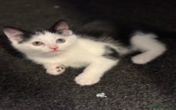 Maine Coon cats for sale: Beautiful Maine coon x kittens  - Advert 14