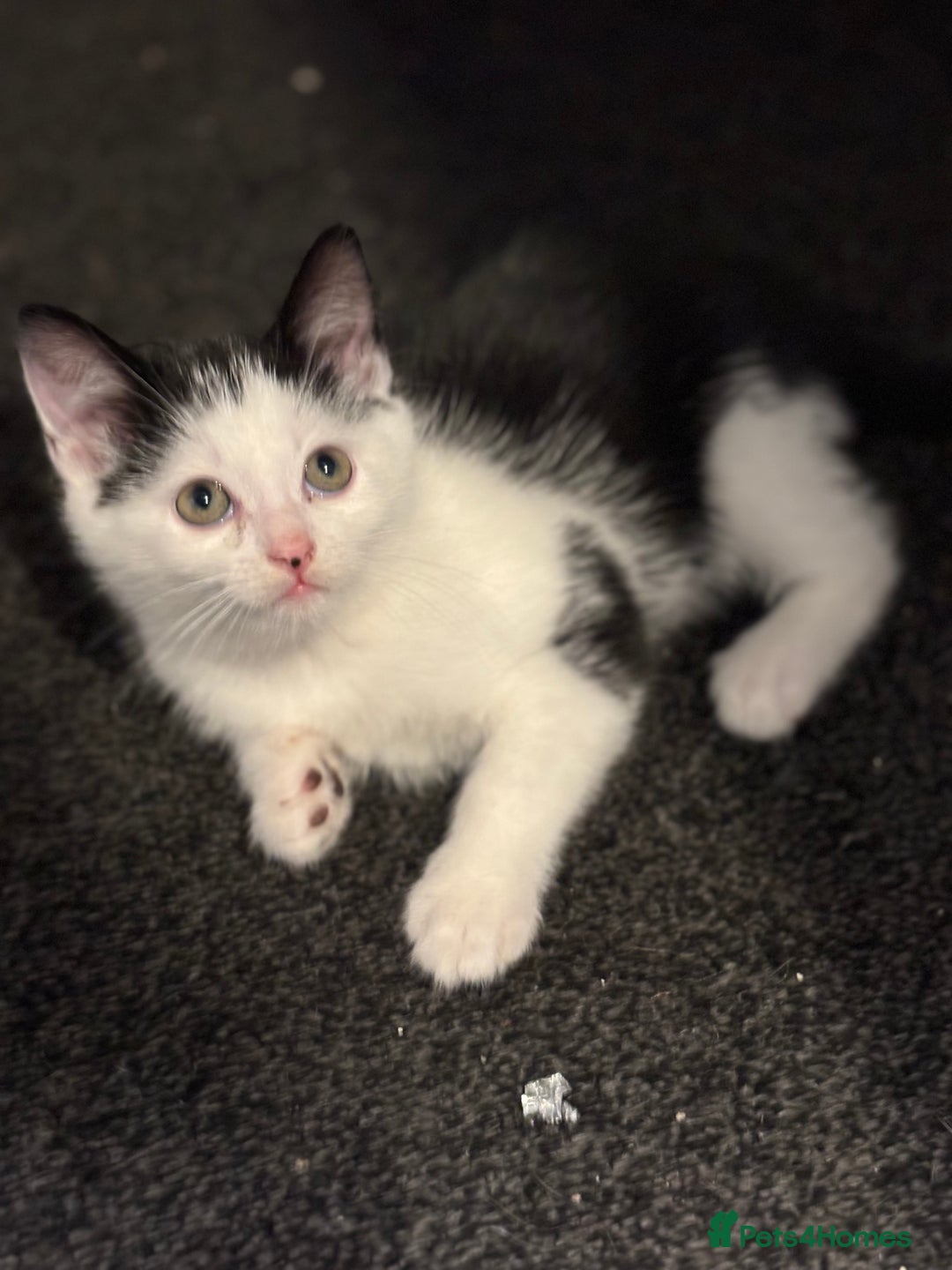 Maine Coon cats for sale: Beautiful Maine coon x kittens  - Advert 14