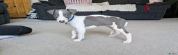 Whippet dogs for sale: Beautiful 12 week old pup seeking forever home - Advert 18