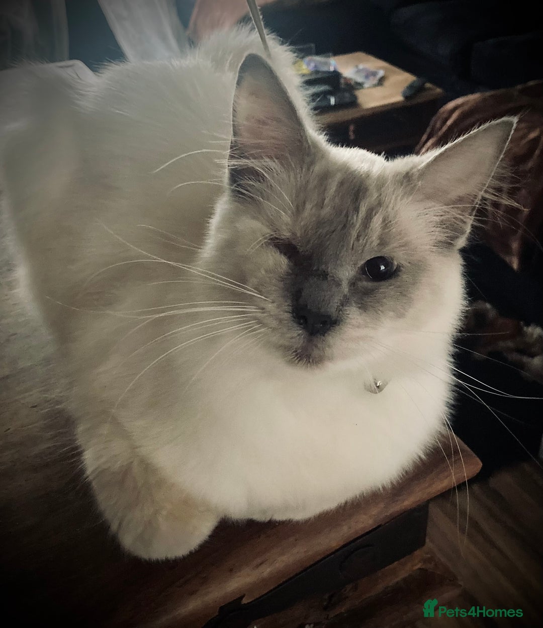 Beautiful Ragdoll looking for a loving home for sale in Crawley