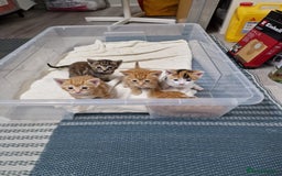 Mixed Breed cats for sale: 2 Ginger Boys, 1 Tabby Girl. Donate to charity - Image 9