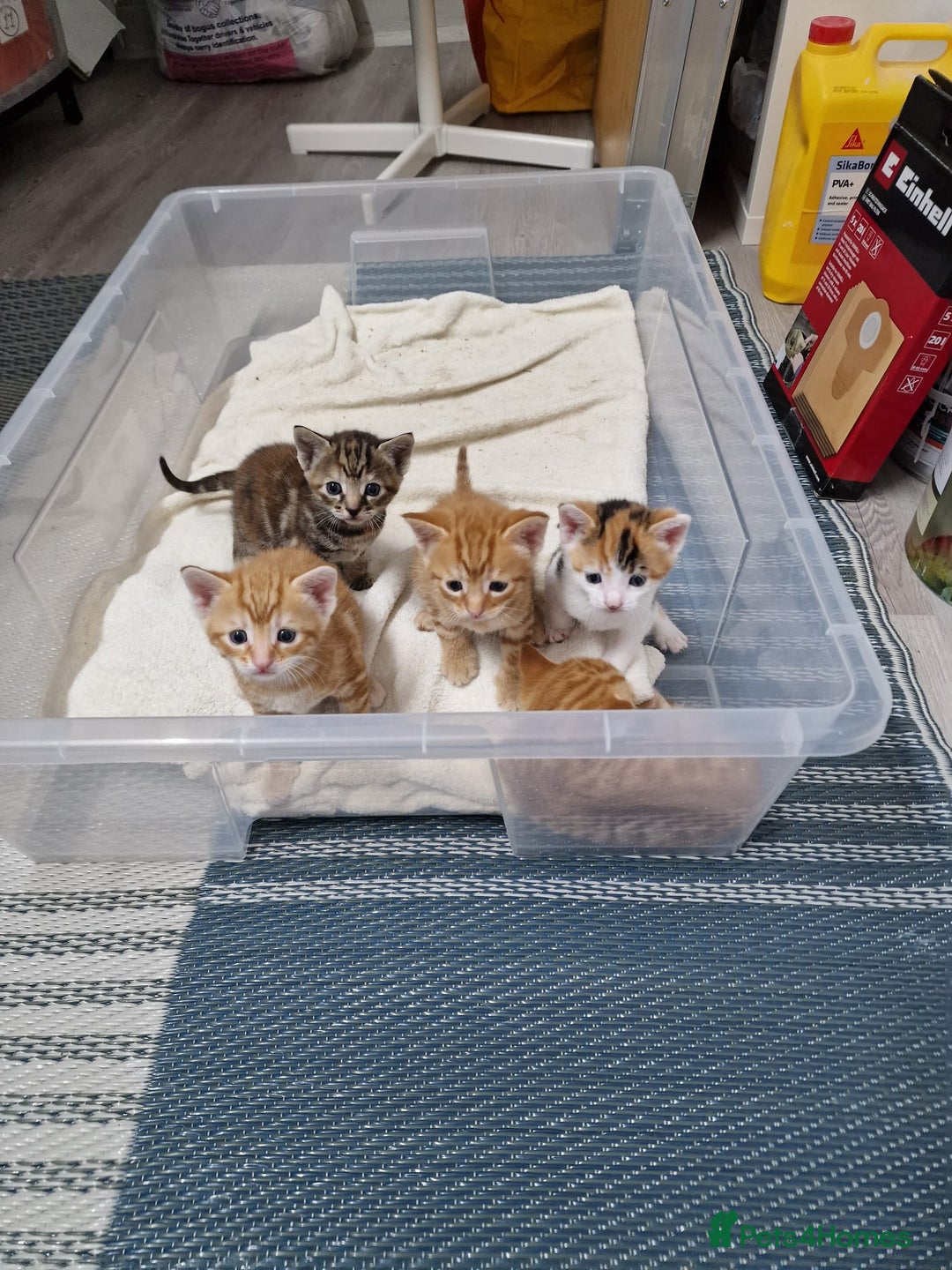Mixed Breed cats for sale: 2 Ginger Boys, 1 Tabby Girl. Donate to charity - Image 9