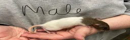 Rat rodents for sale: Baby rats - Advert 12