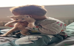 Mixed Breed cats for sale: Half mine coon half British  - Image 4