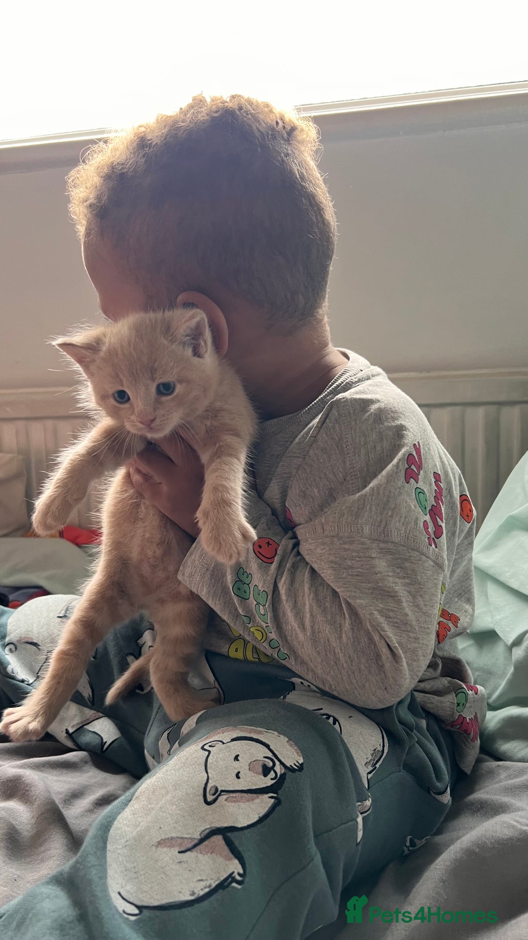 Mixed Breed cats for sale: Half mine coon half British  - Image 4