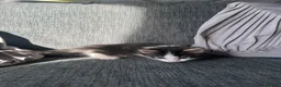 Mixed Breed cats for sale: 5 beautiful black tie/ ragdoll kittens for sale  - Advert 22