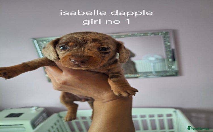 Miniature Dachshund dogs for sale - Advert 1
