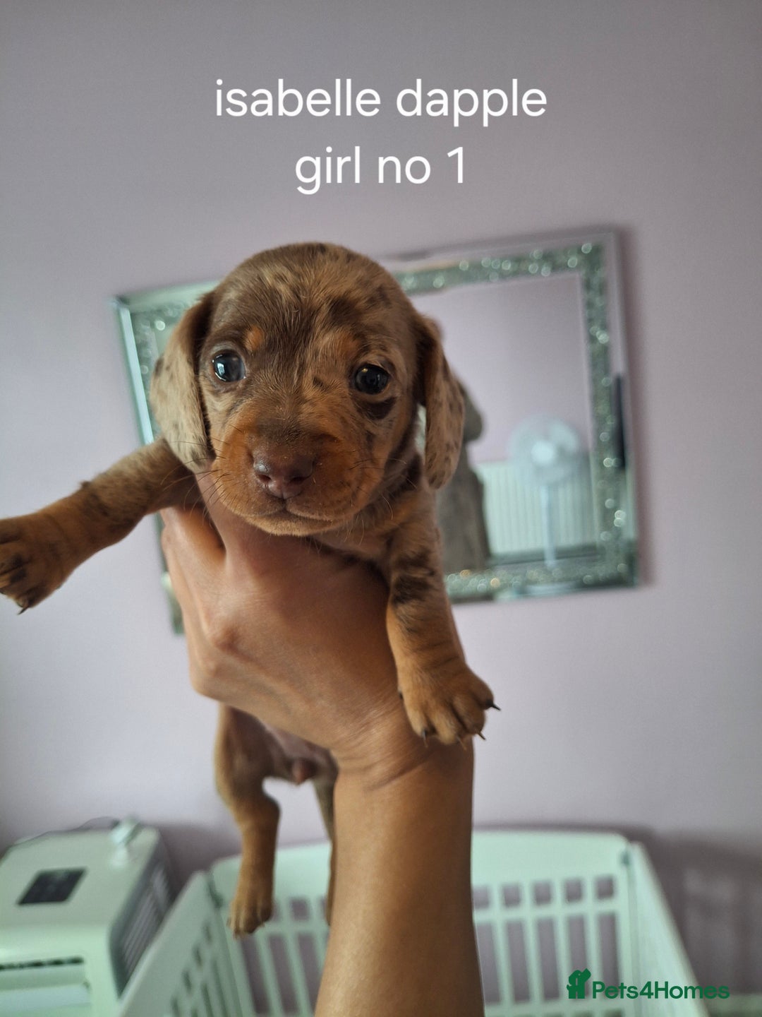 Miniature Dachshund dogs for sale: 💖 Adorable tiny miniature dachshund pups 💖 - Image 1