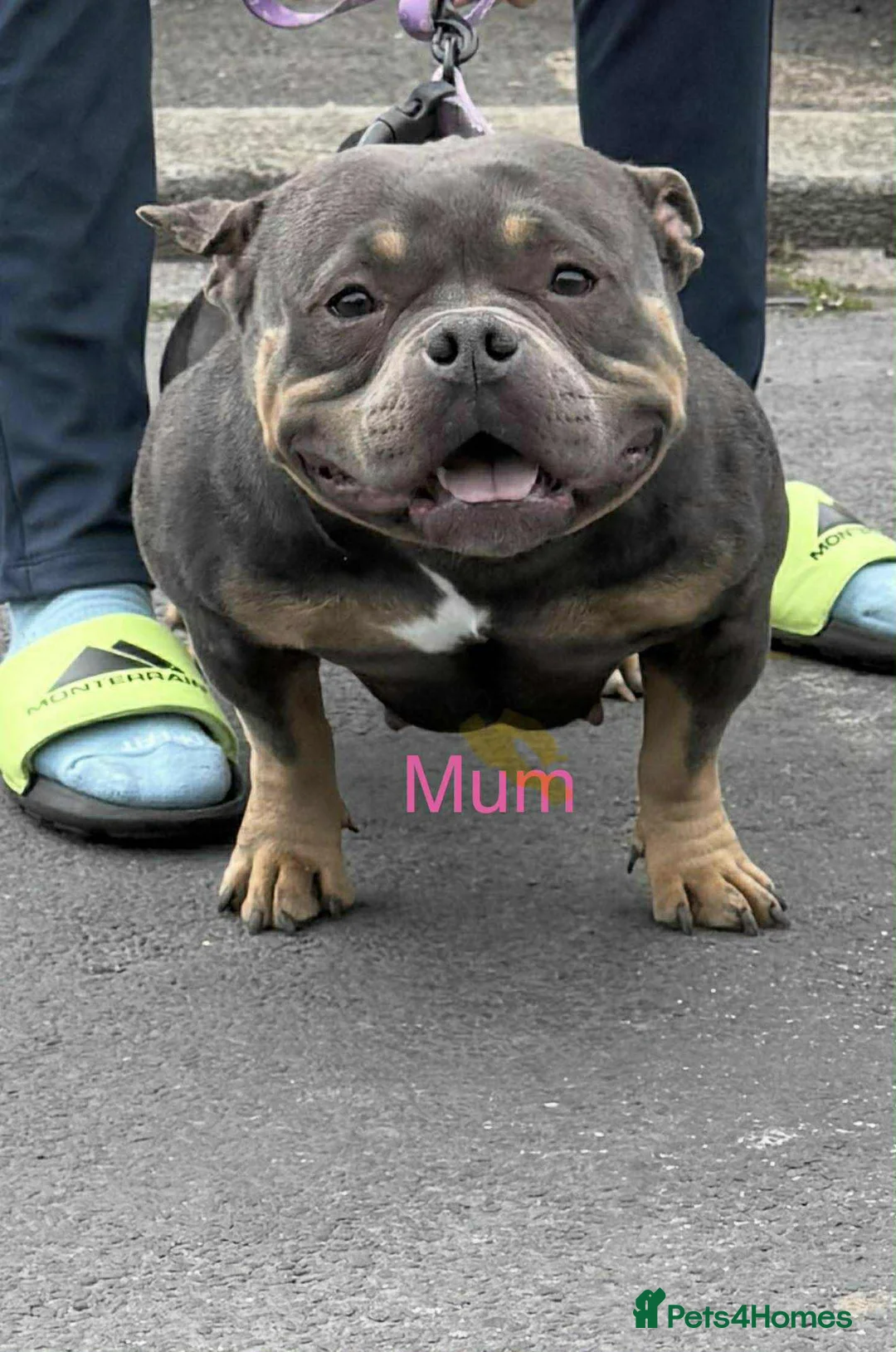 American Bully dogs for sale: 2 amazing puppies left mcglovin bloodline - Advert 9