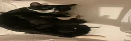Mixed Breed cats for sale: 6 Beautiful Kittens in Faversham - Advert 1
