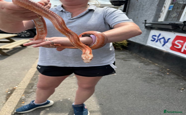 Corn Snake reptiles - Advert 2