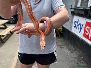 Corn Snake reptiles - Advert 8