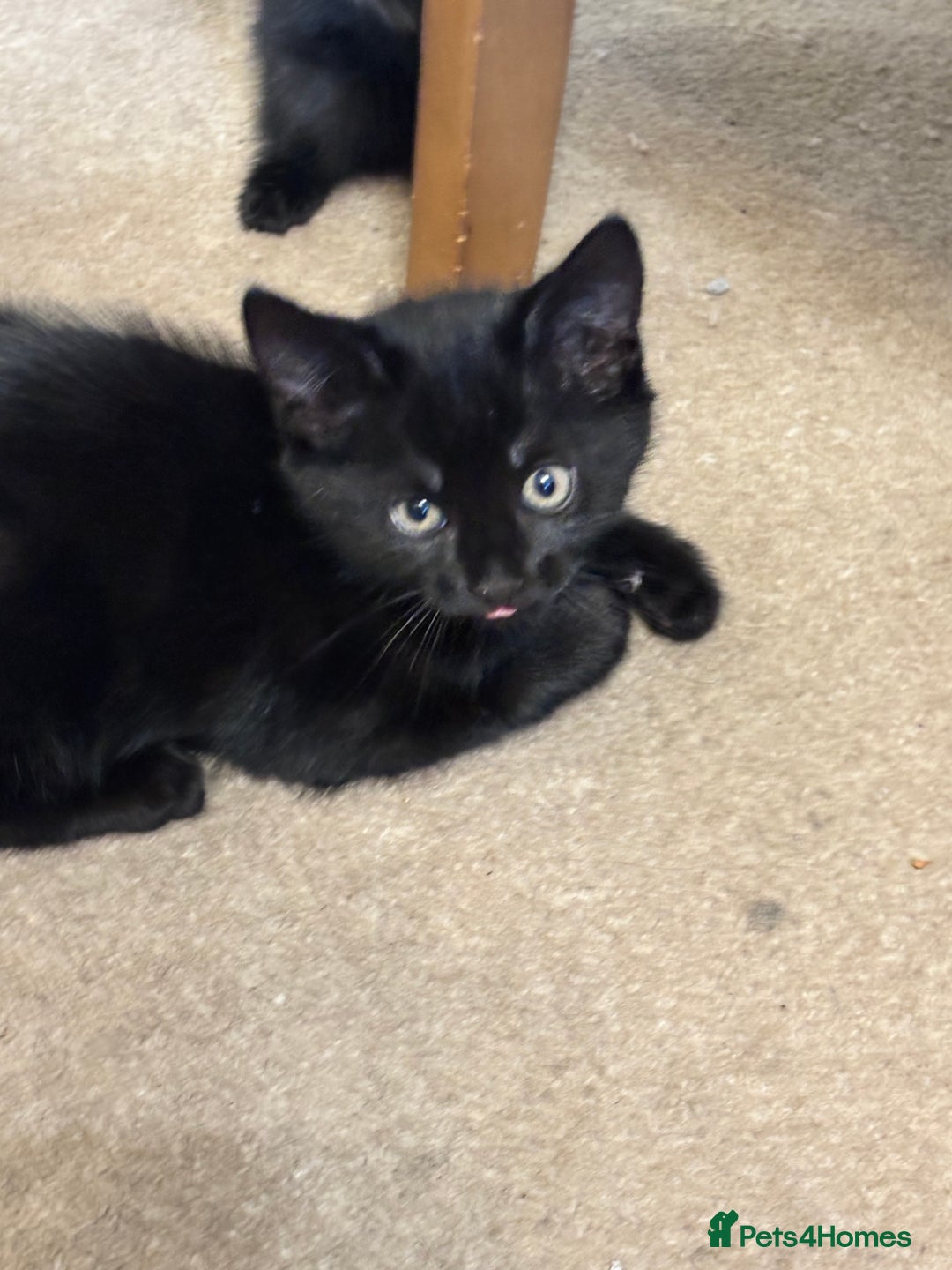 Mixed Breed cats for sale: Mixed breed 10 week old male kitten  - Image 2
