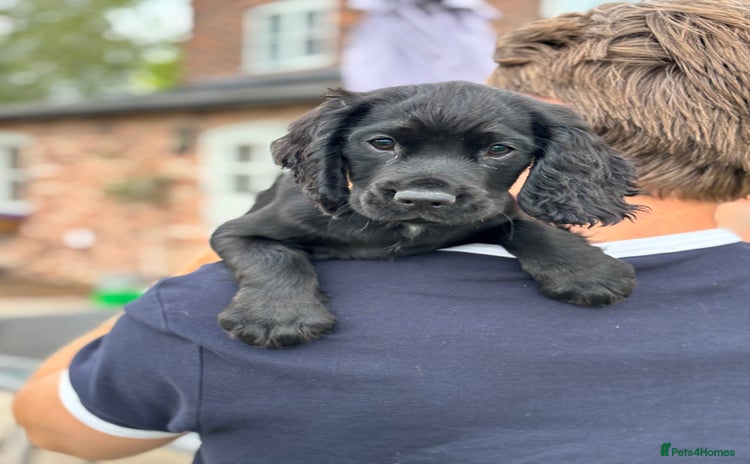 Cocker Spaniel dogs - Advert 7