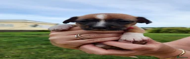 Jack Russell 4