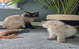Ragdoll cats for stud: Ragdoll for stud  in Goole - Image 15
