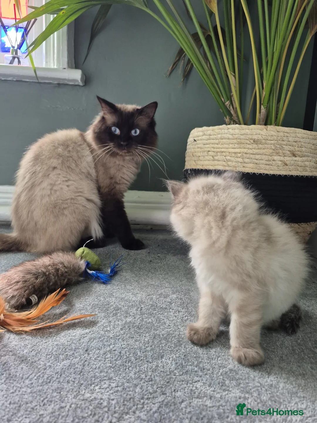 Ragdoll cats for stud: Ragdoll for stud  in Goole - Advert 15