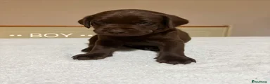Cream collar brown pup