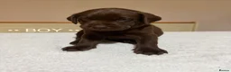 Labrador Retriever dogs for sale: Labrador puppies - Advert 4