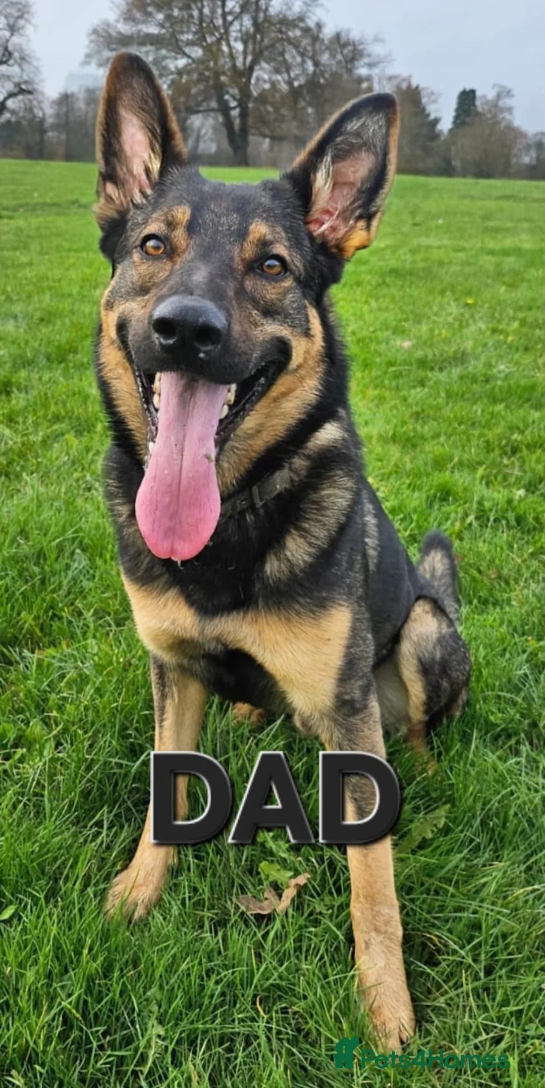 German Shepherd dogs for sale: Straightback German shepherd  - Advert 8