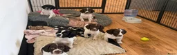 English Springer Spaniel dogs for sale: KC Registered Working Springer Spaniel Puppies in Lostwithiel - Advert 1