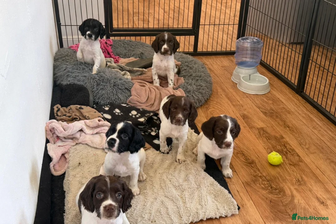 English Springer Spaniel dogs for sale: KC Registered Working Springer Spaniel Puppies in Lostwithiel - Advert 1