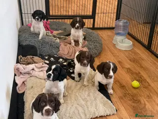 English Springer Spaniel dogs KC Registered Working Springer Spaniel Puppies - Advert 2