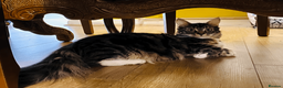 Maine Coon cats for sale: Three adorable Maine Coon Kittens For Sale  - Advert 35