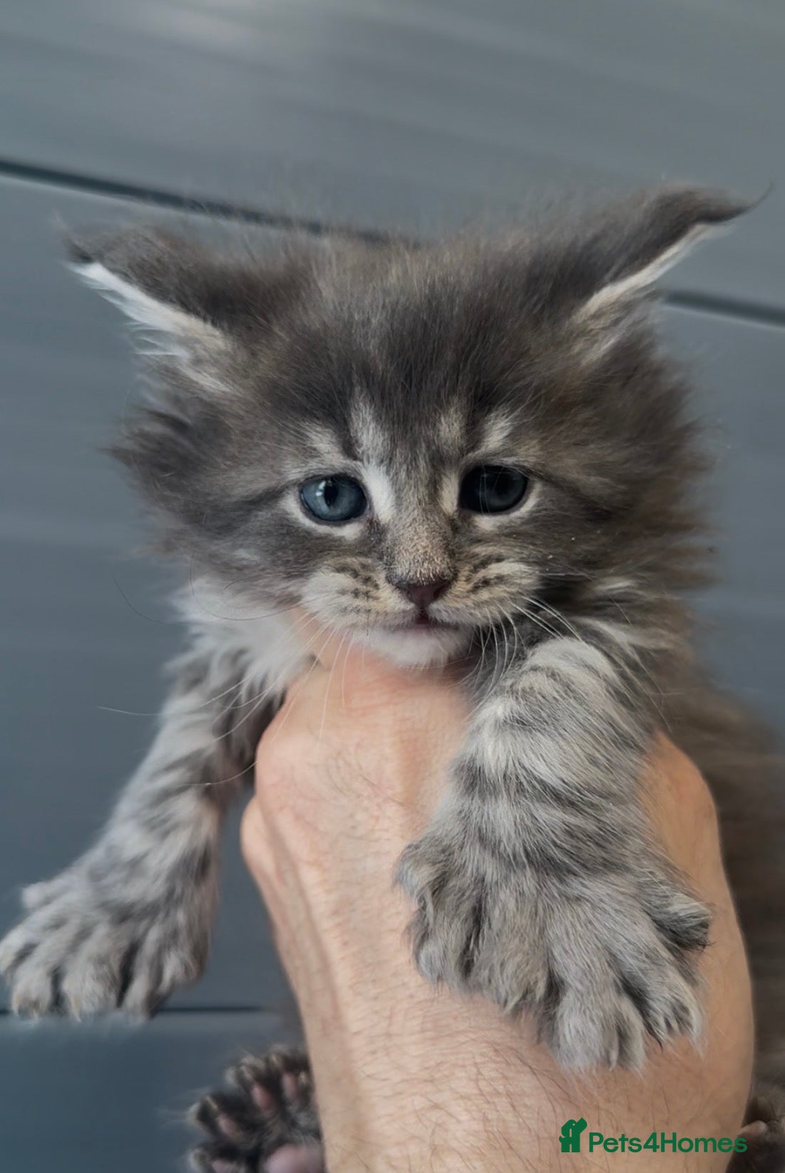 Maine Coon cats XL beautiful maine coon kittens  - Advert 15