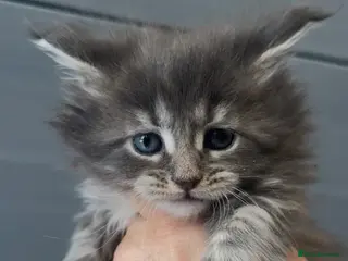 Maine Coon cats XL beautiful maine coon kittens - Advert 15