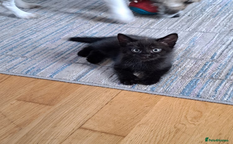 Mixed Breed cats - Advert 15