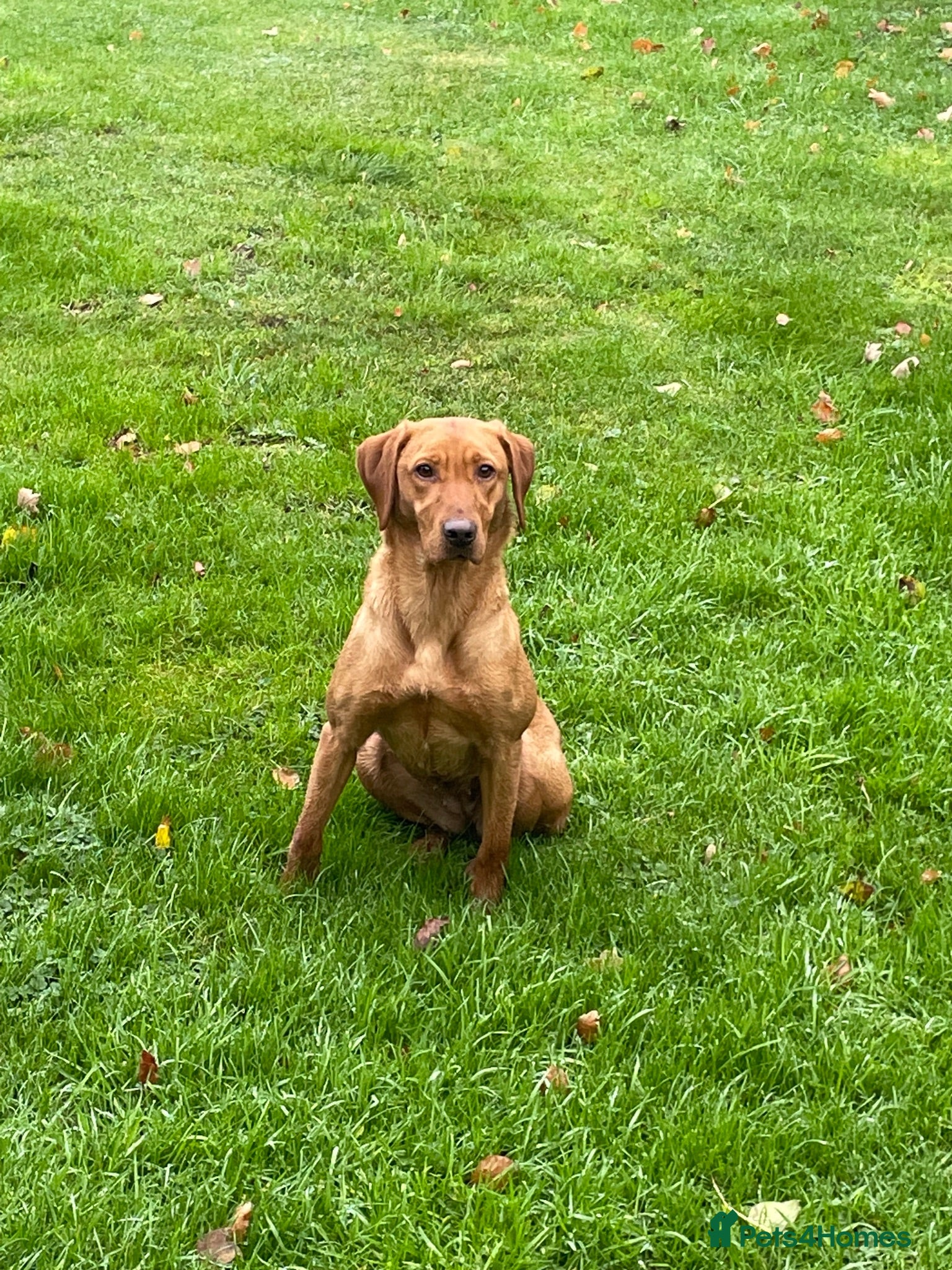Labrador Retriever dogs Exceptional working Labrador puppies  - Advert 2