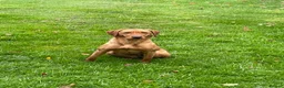 Labrador Retriever dogs for sale: Exceptional working Labrador puppies  - Advert 2
