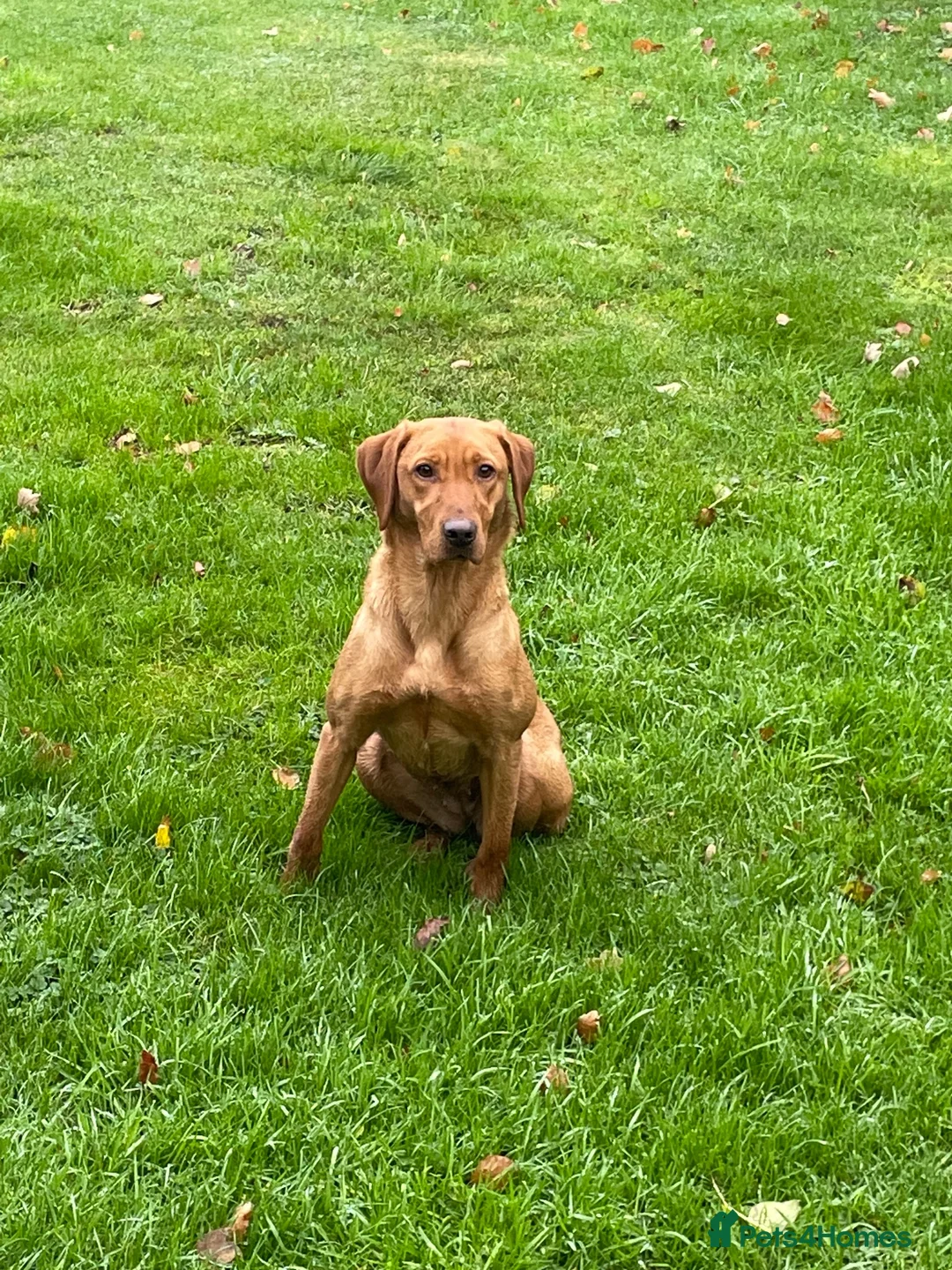 Labrador Retriever dogs for sale: Exceptional working Labrador puppies  - Advert 2