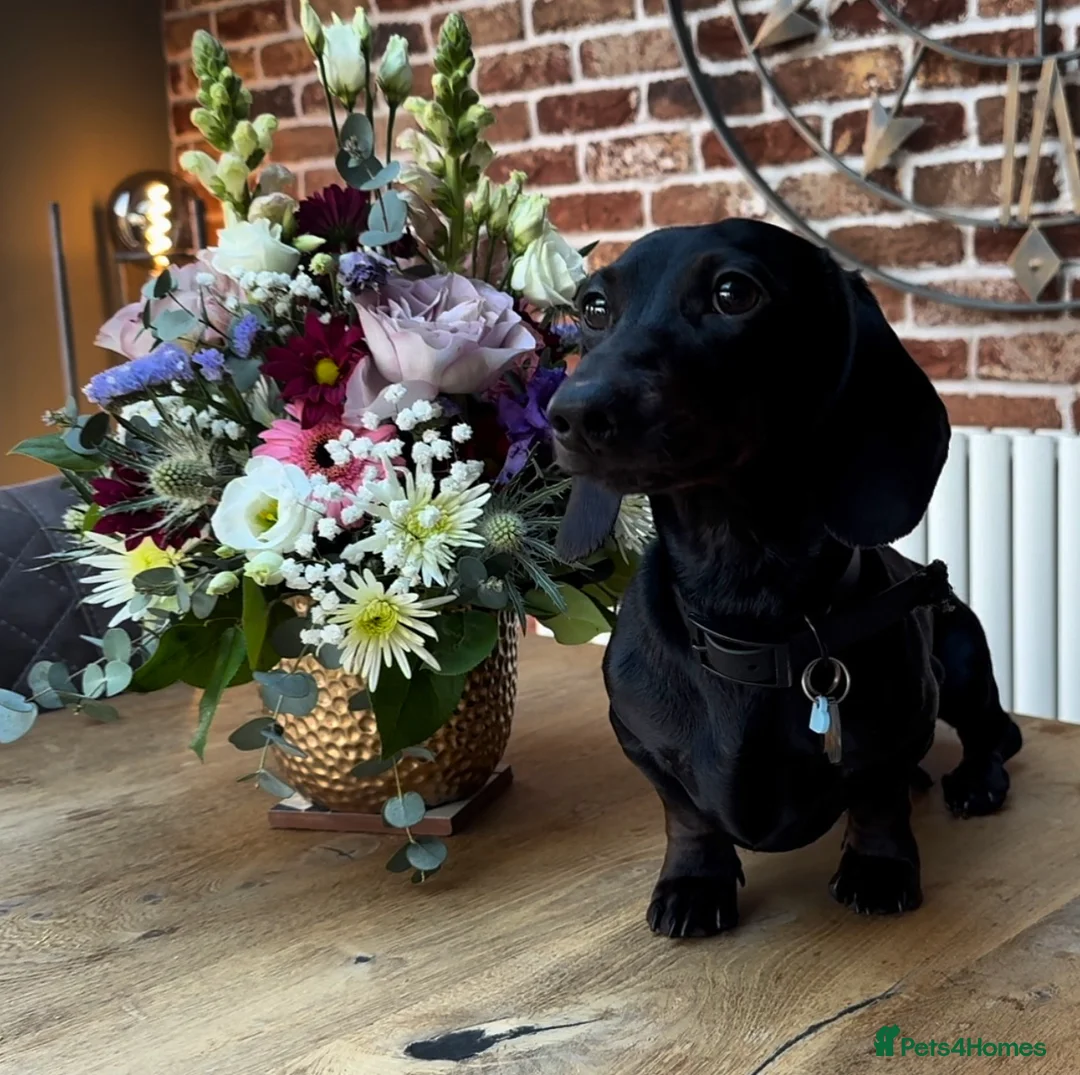 Miniature Dachshund dogs for stud: Rare KC Reg & Health Tested Miniature Dachshund in Rotherham - Advert 13
