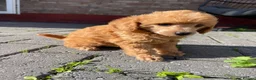 Toy Poodle dogs for sale: Red toy poodles  - Advert 16