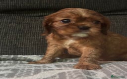 Cavalier King Charles Spaniel dogs for sale: Cavalier King Charles Spaniel - Image 7