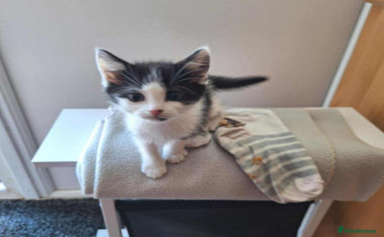 Mixed Breed cats - Advert 2