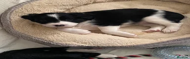 Kala