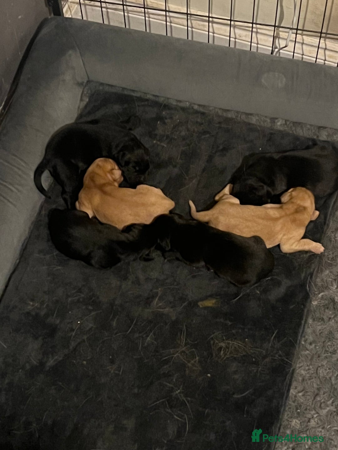 Labrador Retriever dogs for sale: Gorgeous Labrador puppies.  - Image 2