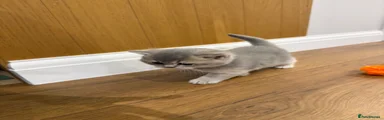 British Shorthair Kitten 5