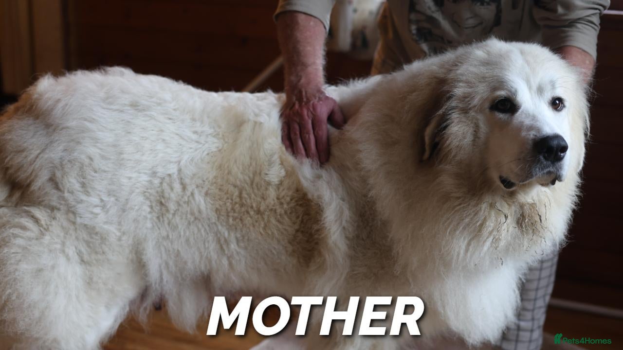 Pyrenean Mountain Dog dogs for sale: Adorable Puppies, Looking For Forever Homes! - Advert 1