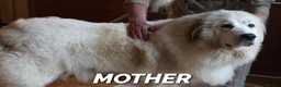 Pyrenean Mountain Dog dogs for sale: Adorable Puppies, Looking For Forever Homes! - Advert 1