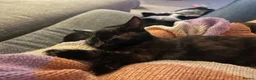Mixed Breed cats for sale: Fantastic Farm Kittens  - Advert 5