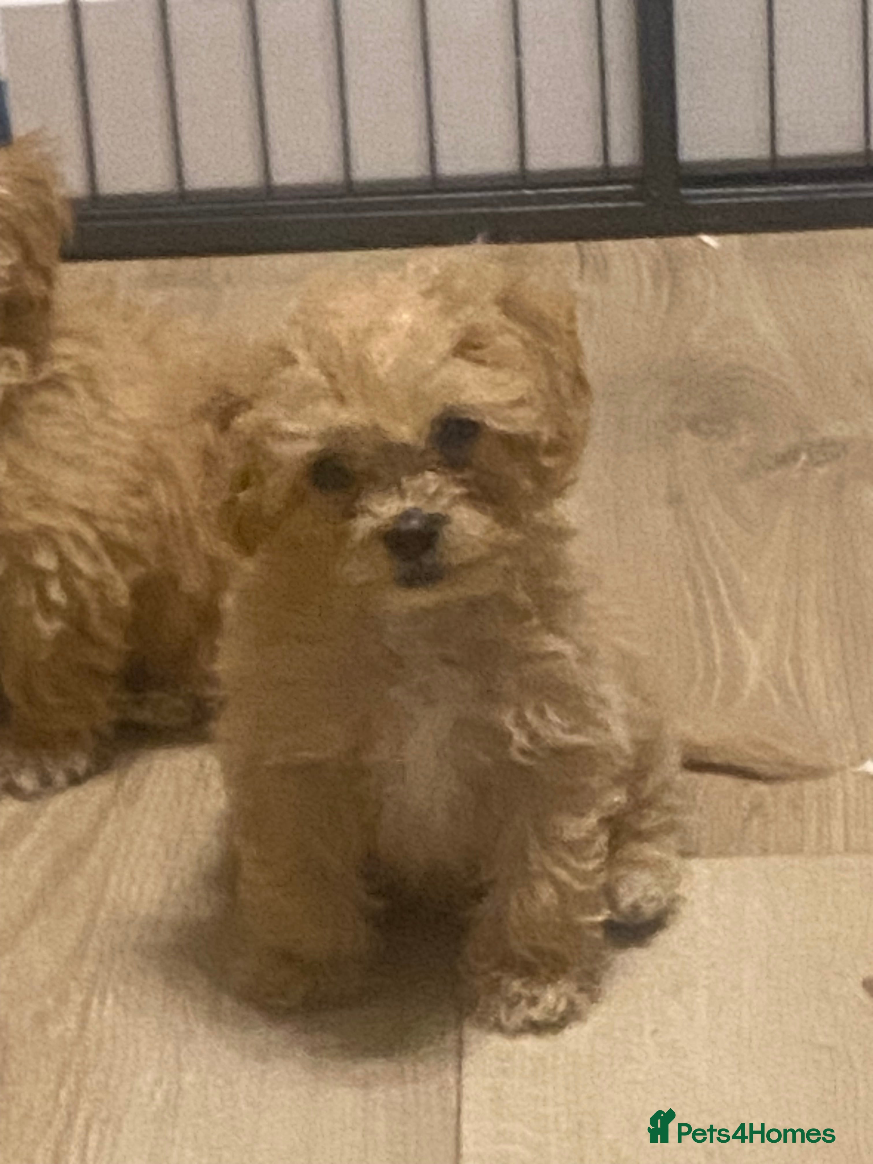 Maltipoo dogs Asian tiny x-small multipoo puppies f1 Ready now  - Advert 2