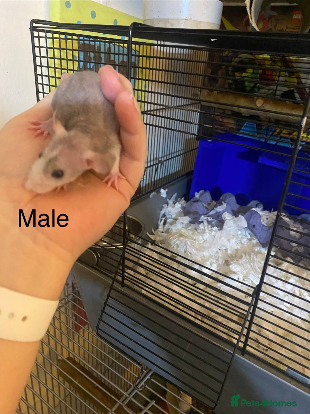 Rat rodents for sale: Baby Rats Male & Female - Image 5