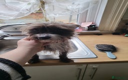 Mixed Breed dogs for sale: Coco  - Image 1