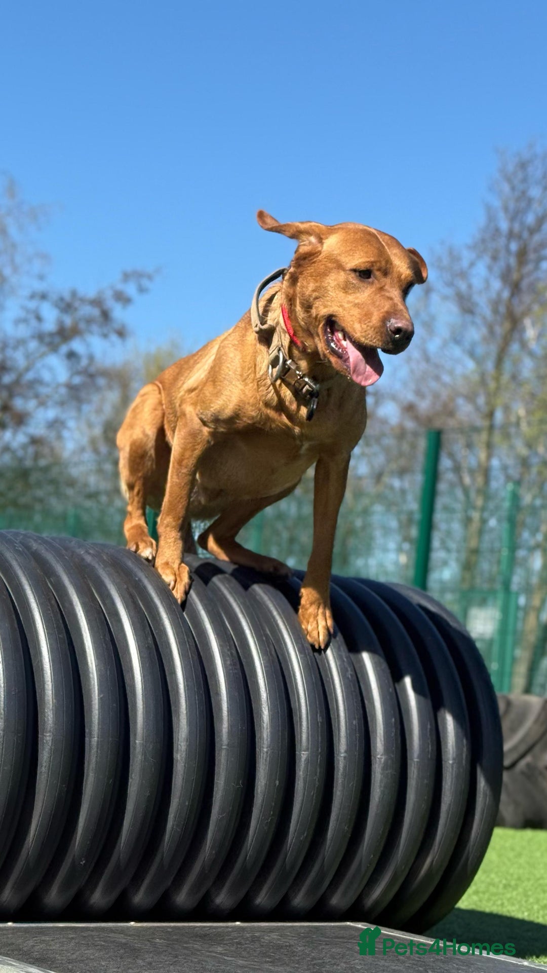 Labrador Retriever dogs for sale: Fox Red Labrador - Loki - Image 4