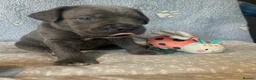 Cane Corso dogs for sale: Beautiful Blue Cane Corso Puppies  - Advert 5