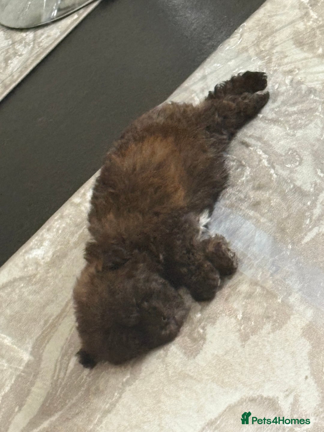 Shihpoo dogs for sale: Shih Tzu X poodle X Shihpoo - Image 26